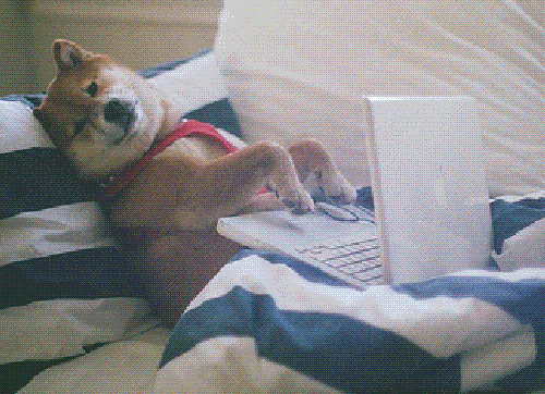Doge hacking on a computer